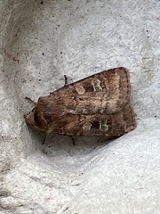 Diarsia rubi