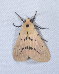 Spilarctia postrubida