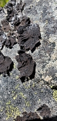 Umbilicaria