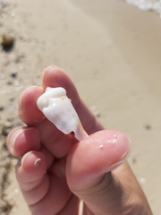 Gibberulus gibberulus