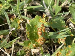 Puccinia modiolae