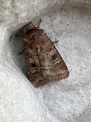 Diarsia rubi