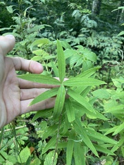 Polygonatum verticillatum