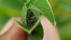 Thyene imperialis