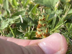 Puccinia modiolae
