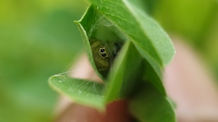 Thyene imperialis