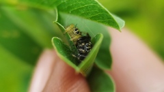 Thyene imperialis