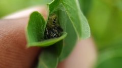 Thyene imperialis