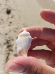 Gibberulus gibberulus