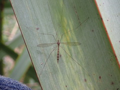 Limnophilella delicatula
