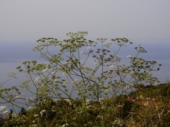 Scaligeria napiformis