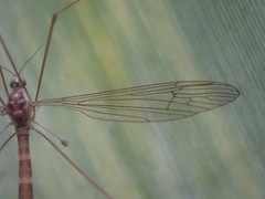 Limnophilella delicatula