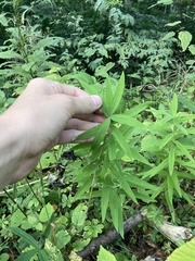 Polygonatum verticillatum