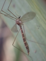 Limnophilella delicatula