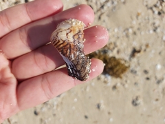 Lamarcka ventricosa