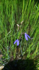 Utricularia leptoplectra