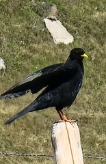 Pyrrhocorax graculus