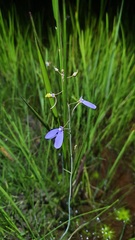 Utricularia leptoplectra