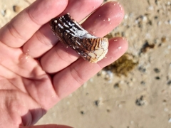 Lamarcka ventricosa