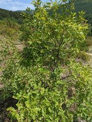 Quercus