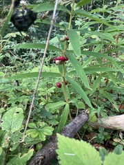 Polygonatum verticillatum