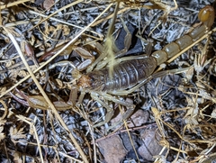 Paruroctonus silvestrii