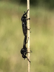Bibionidae