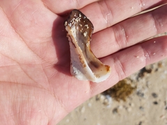 Lamarcka ventricosa