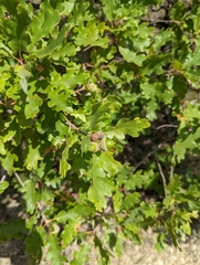 Quercus