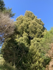 Dacrycarpus dacrydioides