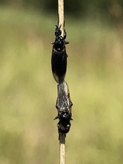 Bibionidae