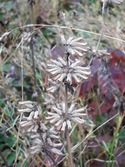 Dracocephalum nutans