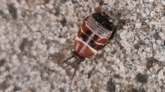 Ellipsidion