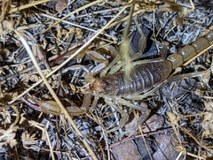 Paruroctonus silvestrii