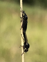 Bibionidae