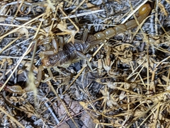 Paruroctonus silvestrii
