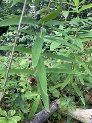 Polygonatum verticillatum