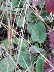 Dracocephalum nutans