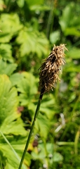 Carex nigricans