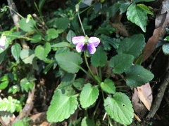 Viola nagasawae