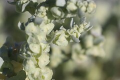 Atriplex obconica