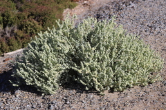 Atriplex obconica
