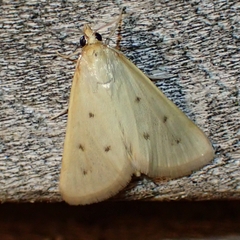Achyra nudalis