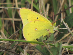 Colias eurytheme