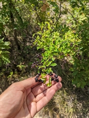 Angiospermae