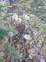 Clematis alpina sibirica