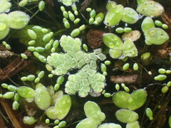 Azolla rubra