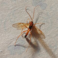 Opheltes glaucopterus