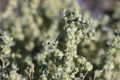 Atriplex obconica