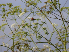 Scaligeria napiformis
